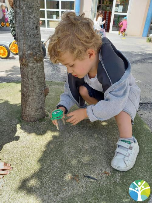 Observons les petites bêtes !